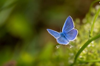 Genel Mavi Kelebek - polyommatus haigi