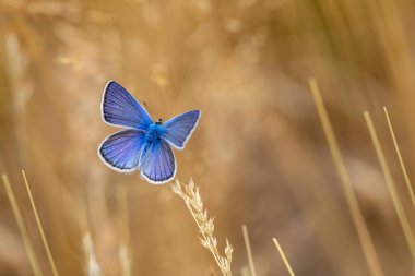 Polyommatus turcicus, harika mavi kanadı olan bir kelebek.