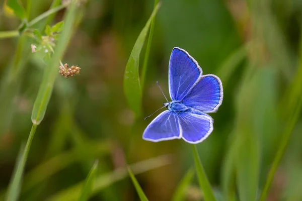 Голубая Бабочка Polyommatus Haigi — стоковое фото