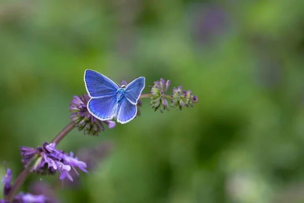 Gewöhnlicher Blauer Schmetterling Polyommatus Damocles — Stockfoto