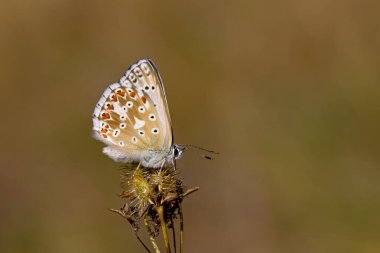 Açık mavi kanatlı küçük kelebek, koridon