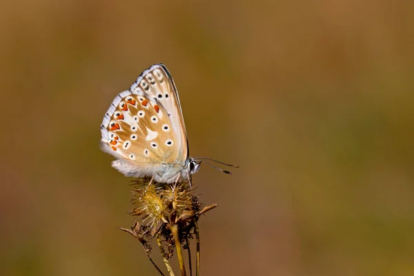 Luz Azul Alado Borboleta Pequena Coridon — Fotografia de Stock