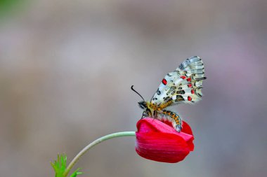 Orman Kelebeği; Zerynthia Cerisyi