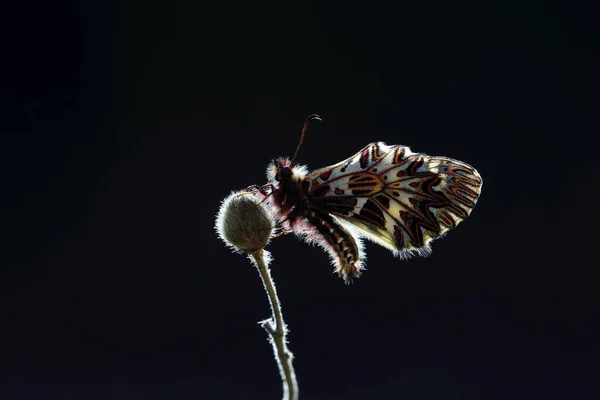 Libellule Amère Colorée Sur Plante Séchée Zerynthia Polyxena Papilionidae — Photo