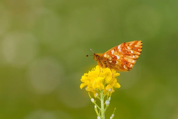 Красная Бабочка Желтом Цветке Болория Кавказская — стоковое фото