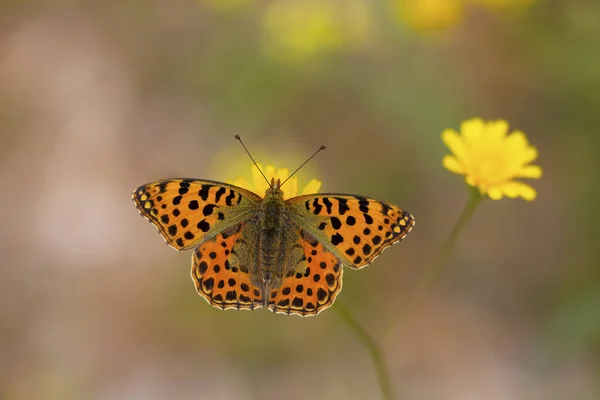 Mariposa Roja Sobre Flor Amarilla Issoria Lathonia — Foto de Stock