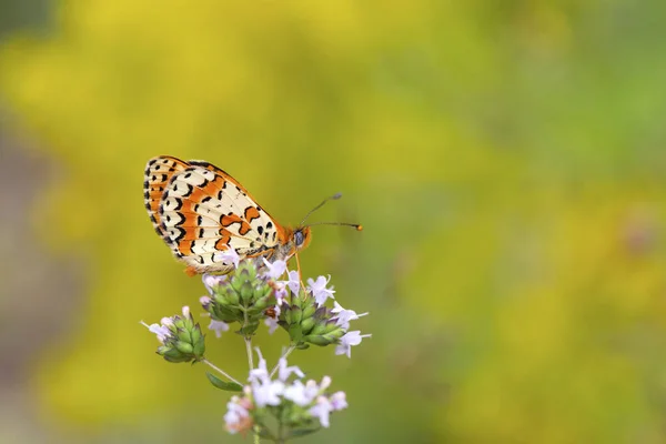 Farfalla Macro Natura Fotografia Fiore — Foto Stock