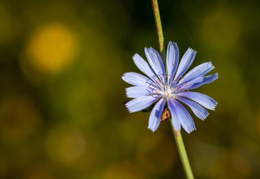 Doğal habbitatta yaygın hindiba (Cichorium intybus), Türkiye