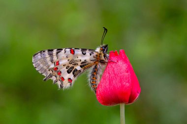 Orman Kelebeği; Zerynthia Cerisyi