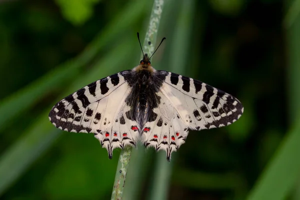 Motýl Lesní Pěsti Zerynthia Cerisyi — Stock fotografie