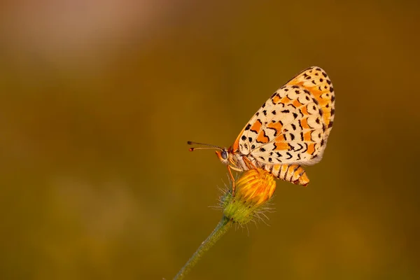 Bella Farfalla Iparhan Melitaea Trivia Syriaca — Foto Stock