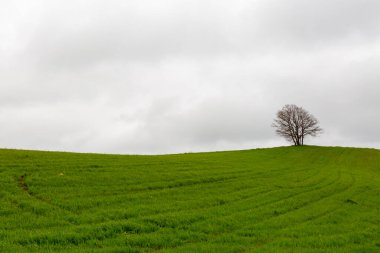 Yeşilliklerde yalnızlık hisseden tek bir ağaç.