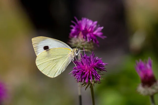 Nagy Fehér Angyal Pillangó Pieris Melltartó Táplálkozás Növény — Stock Fotó