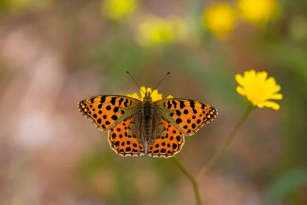 Farfalla Rossa Fiore Giallo Issoria Lathonia — Foto Stock