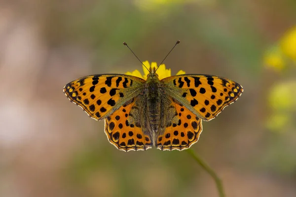 red butterfly on yellow flower, Issoria lathonia