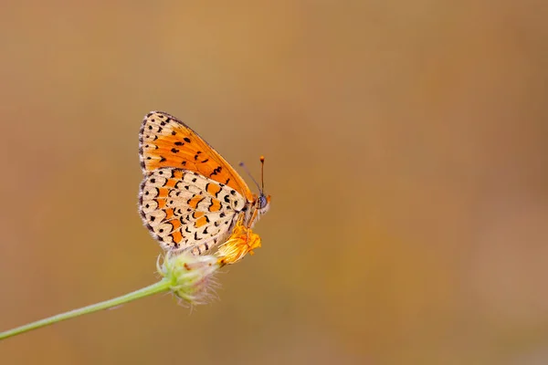 Schöner Iparhan Schmetterling Melitaea Trivia Syriaca — Stockfoto