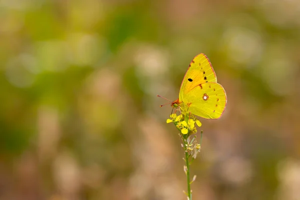 Κίτρινη Πεταλούδα Δόξα Στο Φυτό Colias Crocea — Φωτογραφία Αρχείου