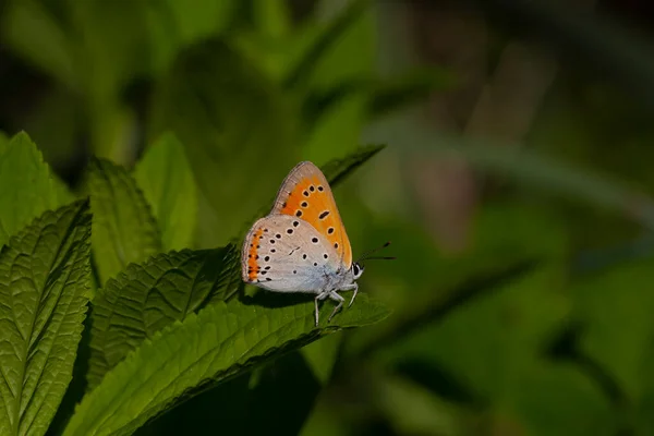 Motyl Środowisku Naturalnym Wiosną Lycaena Dispar — Zdjęcie stockowe