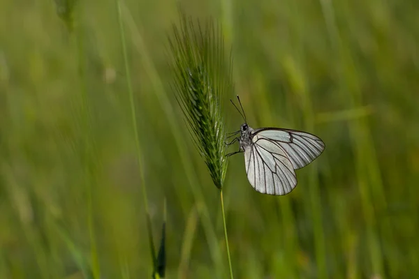 Bianco Venato Nero Aporia Crataegi Nome Turco Kelebei — Foto Stock