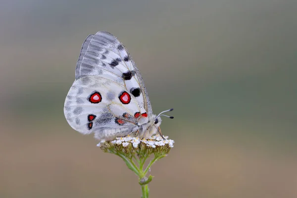 Parnassius Apollo Uma Espécie Borboleta Família Papilionidae — Fotografia de Stock