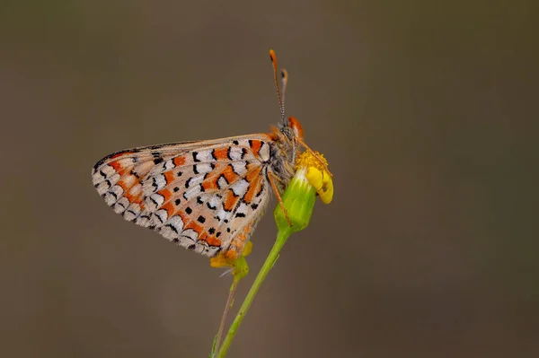 Schöner Nazuum Schmetterling Auf Der Pflanze Euphydryas Orientalis — Stockfoto