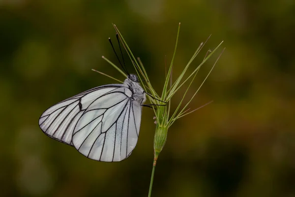 Espino Mariposa Negro Veteado Blanco Aporia Crataegi — Foto de Stock