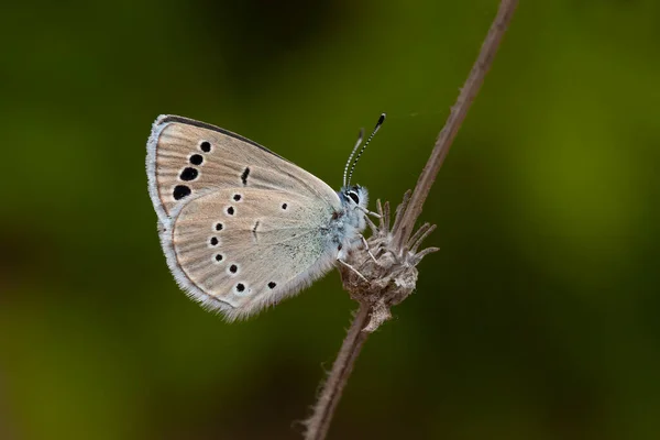 Glaucopsyche Astraea Anadolu Karagoz Mavisi — Photo