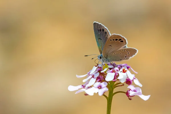 Glaucopsyche Astraea Anadolu Karagoz Mavisi — Foto de Stock