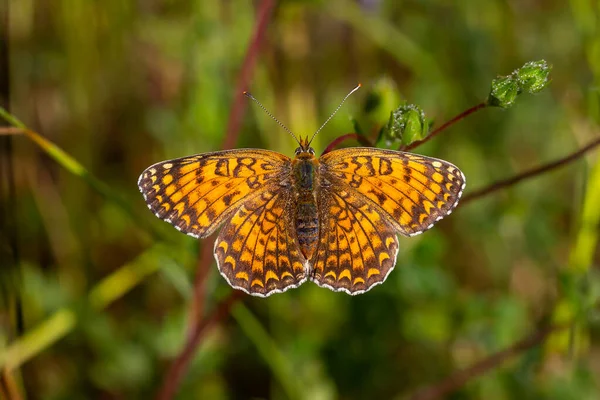 Een Vlinder Met Een Wijd Open Spanwijdte Melitaea Phoebe — Stockfoto