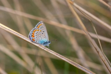 Kuru bir dala tutunan küçük mavi kelebek