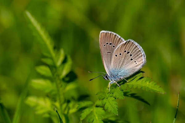 Polyommatus Semiargus Feuilles Vertes Papillon Été Sur Fond Vert — Photo