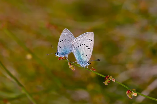 Papillon Géant Bleu Dans Plante Cassia Glaucopsyche Lessei — Photo