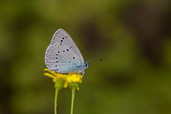 Olbrzymi Niebieski Motyl Roślinach Kasji Glaucopsyche Lessei — Zdjęcie stockowe