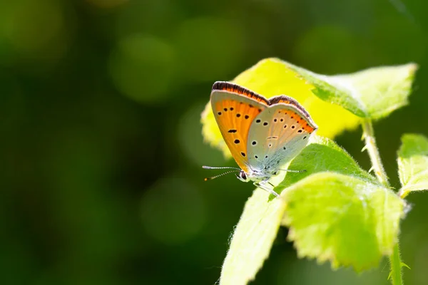 red butterfly on the wing on the green leaf