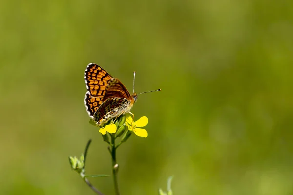 Ein Schmetterling Der Seine Flügel Auf Einer Gelben Blume Ausbreitet — Stockfoto