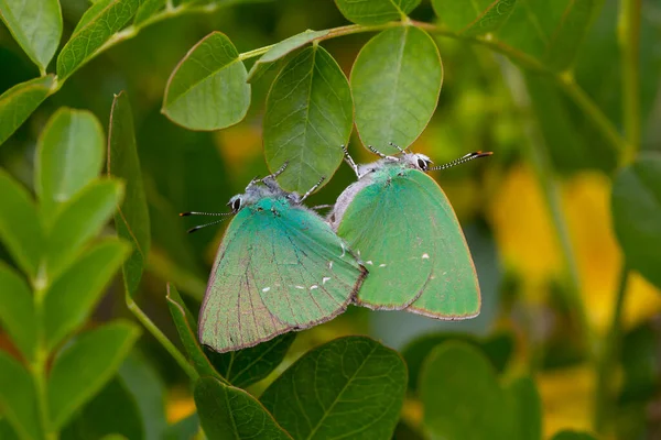 Πεταλούδα Callophrys Rubi Ποζάρει Λουλούδια Πρασινωπά Χρώματα — Φωτογραφία Αρχείου