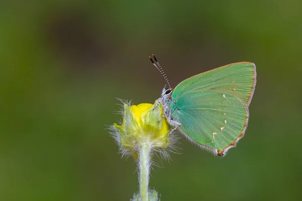 緑がかった色の花にはカロフリスのルビ蝶のポーズ — ストック写真