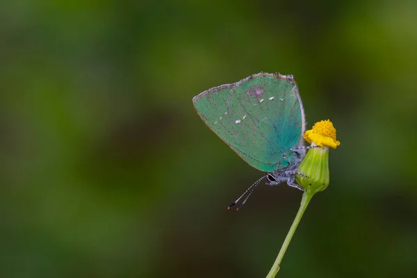 緑がかった色の花にはカロフリスのルビ蝶のポーズ — ストック写真