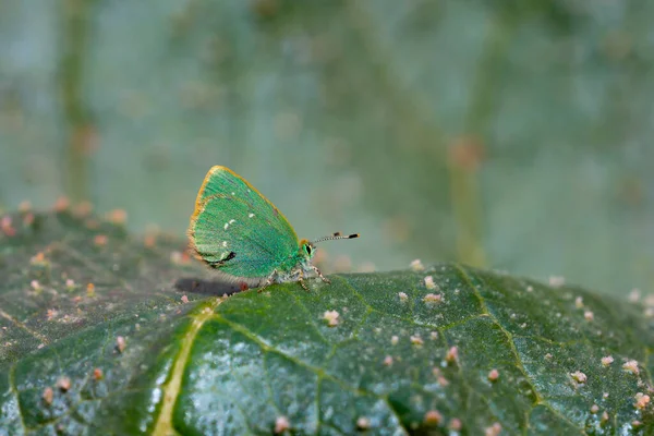 Callophrys Mystaphia Mariposa Posa Sobre Flores Con Colores Verdosos — Foto de Stock