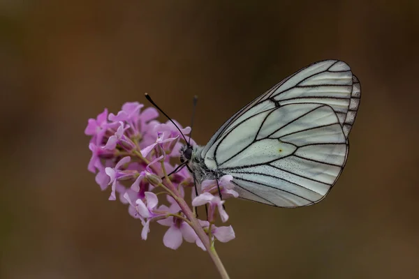 Mariposa Blanca Venas Negras Aporia Crataegi — Foto de Stock