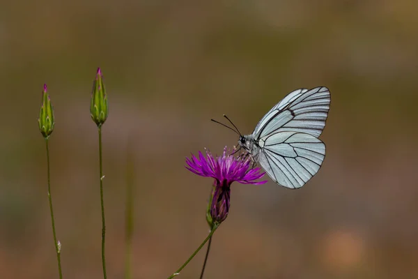 紫色の花に蝶の餌やり 黒ワイン白 Aporia Crataegi — ストック写真