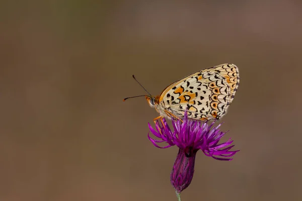 Melitaea Arduinna 별미가 보라색 — 스톡 사진