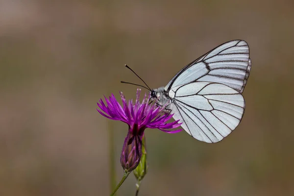 紫色の花に蝶の餌やり 黒ワイン白 Aporia Crataegi — ストック写真