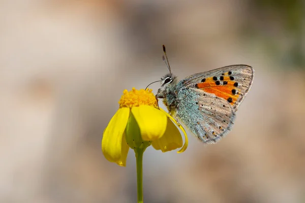 Бабочка Кормящая Своими Антеннами Желтый Цветок Томарес Nesimachus — стоковое фото