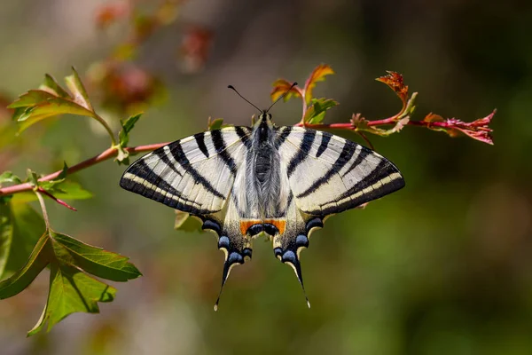 Iphiclides Podalirius Queue Hirondelle Rare Papillon Nourrit Fleurs Jaunes Avec — Photo