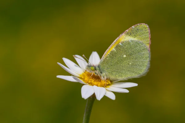 Żółtawo Zielonkawy Motyl Kwiatach Stokrotki Euchloe Penia — Zdjęcie stockowe