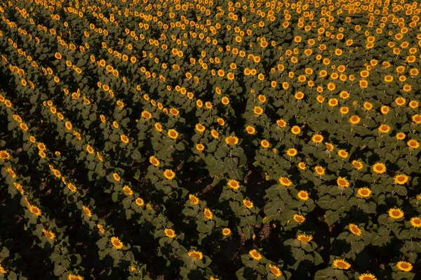 Summer Sunflower Harvest Time Approaching — Stock Photo, Image