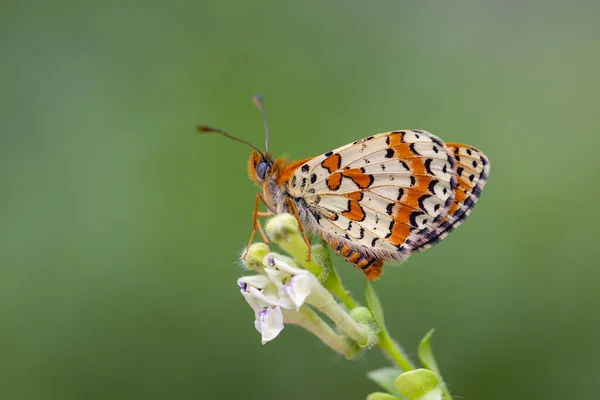 Egy Vörös Pillangó Egy Virágon Melitaea Persea — Stock Fotó