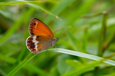 Kırmızı kelebek yeşil yaprağın üzerinde duruyor, Coenonympha arcania