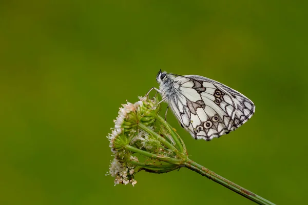 大理石の白い蝶 Melanargia Galatha 緑の葉の翼のあるポーズは素晴らしいです — ストック写真